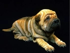 Shar Pei, Szczeniak