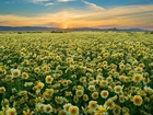 Polne, Kwiaty, Zachód, Słońca, Carrizo Plain National Monument