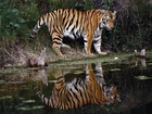 Tygrys, Woda, Odbicie