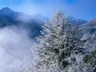 Góry, Mgła, Drzewa, Zima
