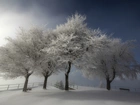 Niebo, Drzewa, Zima