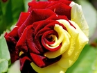 Żółto, Czerwona, Róża