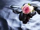 Różowa, Róża, Kamienie, Woda