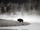 Bizon, Yellowstone National Park, Wyoming