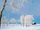 Białe, Drzewa, Śnieg, Domek