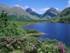 Jezioro, Azalie, Góry, Szkocja
