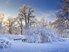Niebo, Drzewa, Śnieg, Zima
