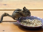 Chipmunk, Wiewiórka, Ziemna, Miska, Ziarenka, Słonecznika