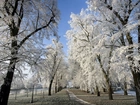 Park, Rzeka, Drzewa, Ścieżka, Zima