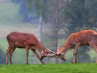 Jelenie, Rykowisko, Walka