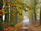 Jesień, Droga, Mgła, Kolorowe, Liście
