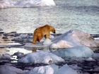 Zima, Niedźwiedź Polarny, Woda, Lód