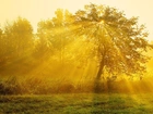 Promienie, Słońca, Drzewa