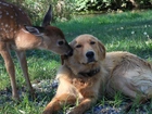 Pies, Sarna, Trawa, Labrador Retriever