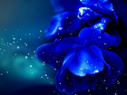 Niebieski, Kwiat, Krople, Wody