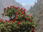 Rhododendron, Góry