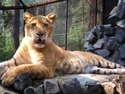 Tygrys, Liger, ZOO