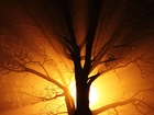 Drzewo, Konary, Przebijające, Światło