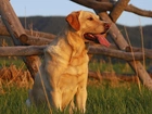 Retriever, Trawa, Ogrodzenie