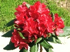 Rhododendron, Trawa