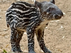 Młody, Tapir