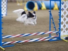 Spaniel kontynentalny miniaturowy Papillon, przeszkoda