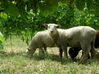 Owce, Trawa, Winorośl