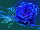 Niebieska, Róża, Grafika