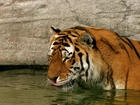 Tygrys, Wodopój