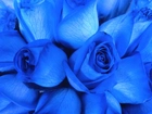 Róże, Promienie, Ultrafioletowe, Niebieska, Bioluminescencja