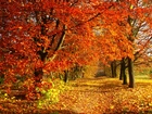 Park, Jesień, Liście, Droga, Drzewa