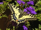 Motyl, Fioletowe, Kwiatuszki