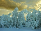 Chmury, Drzewa, Śnieg, Zima