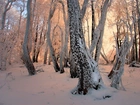 Zima, Ośnieżone, Drzewa, Przebijające Światło