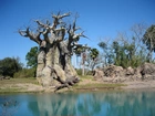 Drzewa, Baobab, Rzeka, Skałki, Niebo