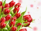 Czerwone, Tulipany, Liście