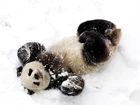 Miś, Panda, Śnieg, Zima