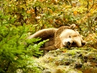 Śpiący, Niedźwiedź, Las