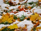 Liście, Klonu, Trawa, Śnieg, Jesień