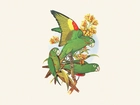 Zielone, Papugi, Edward Lear
