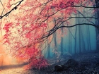 Las, Mgła, Drzewa, Jesień
