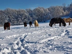 Konie, Zima, Zasypane, Śniegiem, Pastwisko