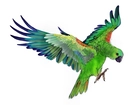 Papuga, Rysunek