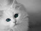 Biały, Kot, Błękitne, Oczy