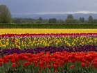 Kolorowe, Tulipany, Drzewa