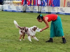 Pies, Border Collie, Kobieta, Frisbee, Aportowanie