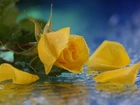 Żółta, Róża, Płatki, Krople, Deszczu