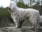 pies, pasterski, Komondor