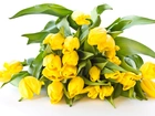 Zółte, Tulipany