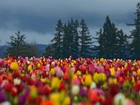 Kolorowe, Tulipany, Choinki